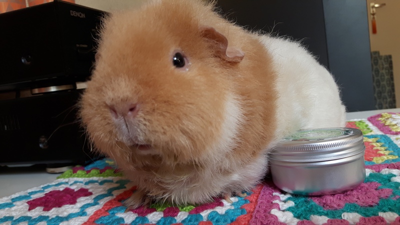 werelddierendag