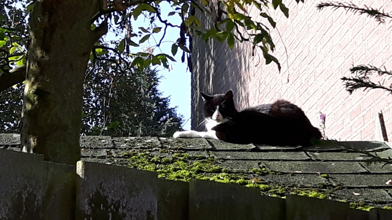 straatkat 1