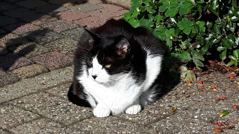straatkat 2