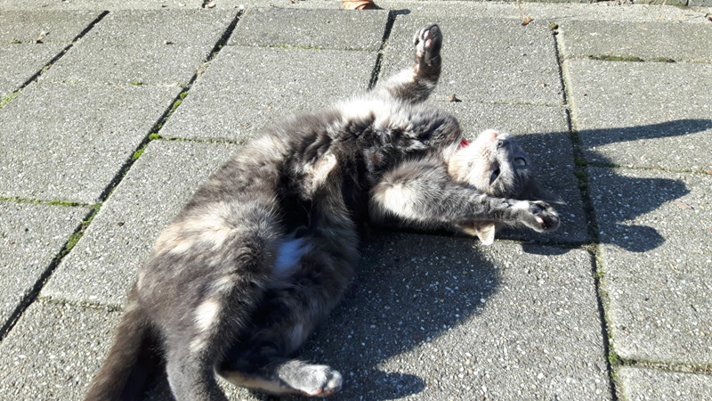 straatkat 3