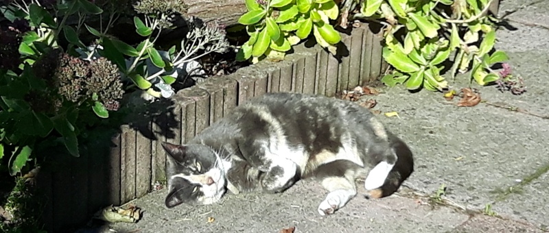 straatkat 4