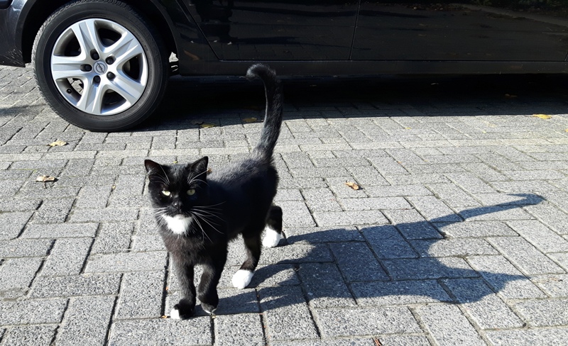straatkat 6