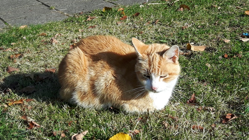 straatkat 5