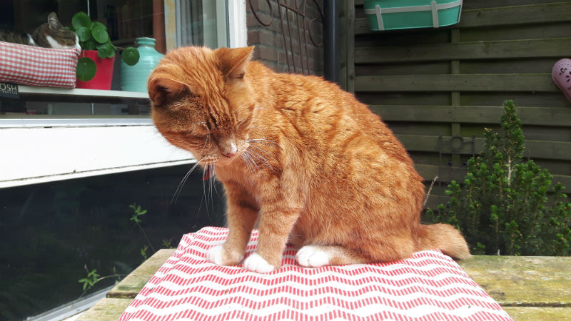 Toon de rode kater