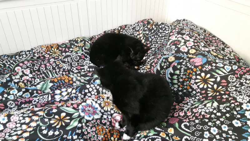 katten op bed