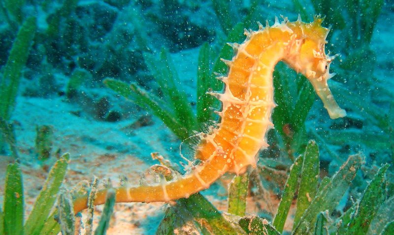 Zeepaardje 