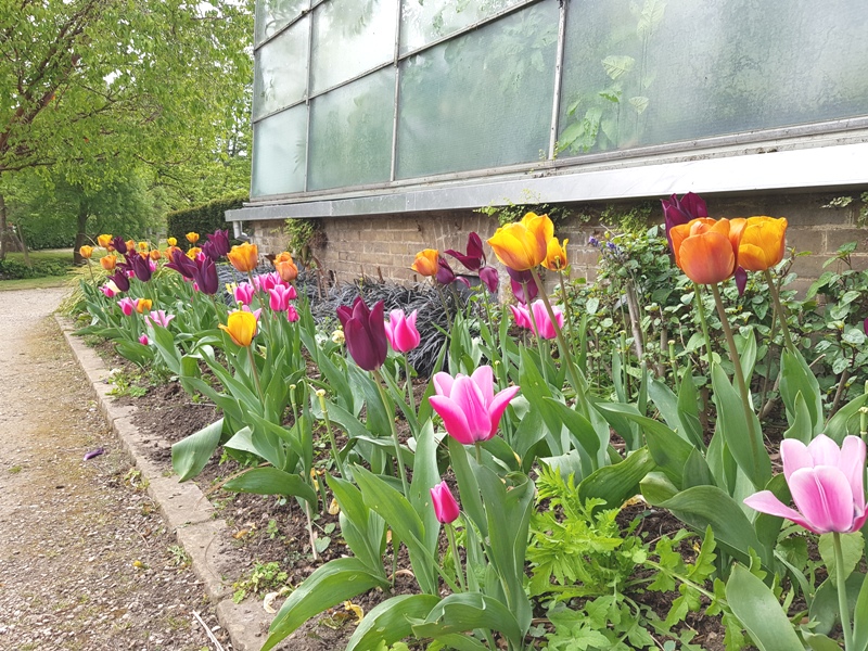 Botanical Garden Oxford 5 Garden Tulips Oxford