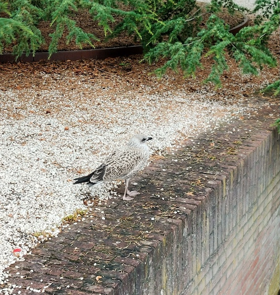 Hortus Botanicus Leiden Jonge meeuw 