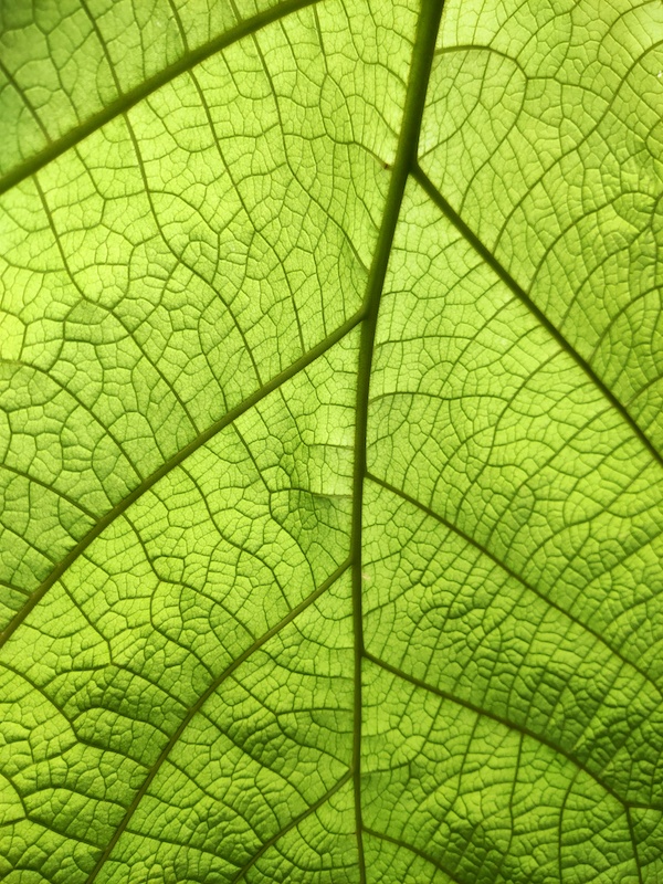 Hortus Botanicus Groen Blad 
