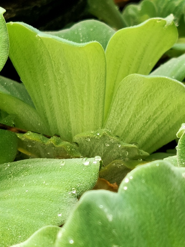 Leiden Hortus waterdruppels groen blad 