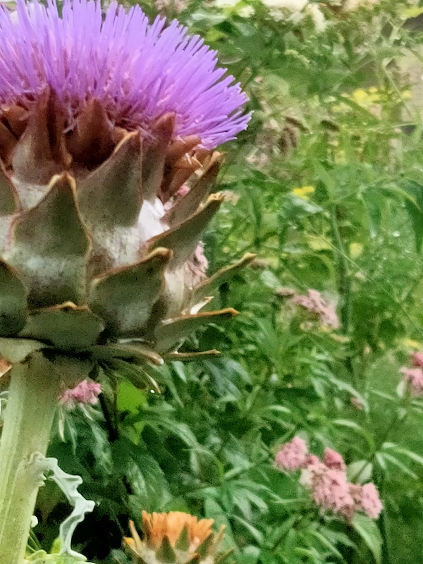 Hortus Botanicus Leiden Eetbare tuin 
