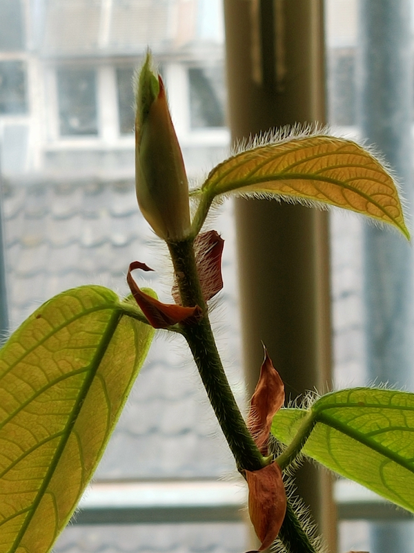 Hortus Botanicus Leiden Stekje 