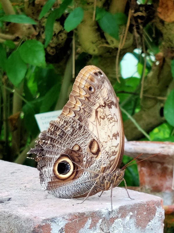 Leiden Hortus Vlinder Victoriakas 