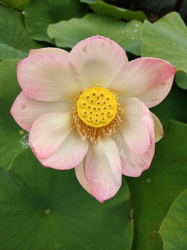 Leiden Hortus Heilige Lotus 