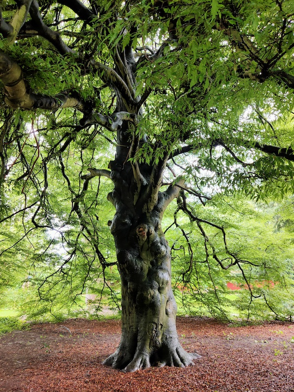 Hortus Botanicus Leiden Boom 