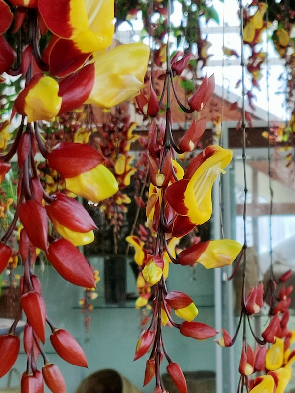 Mysore trumpetvine Hortus Leiden 