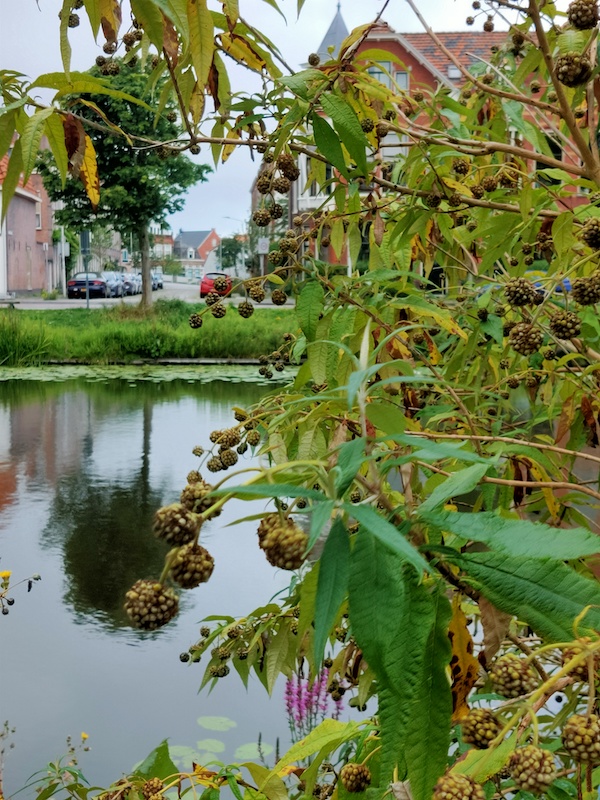 Hortus Botanicus Leiden Impressie