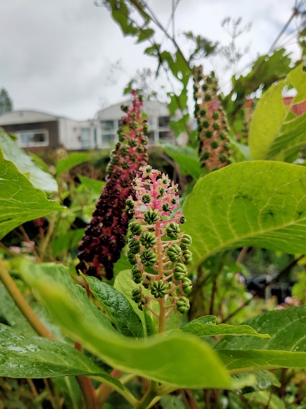 Hortus Botanicus Leiden Oosterse Karmozijnbes