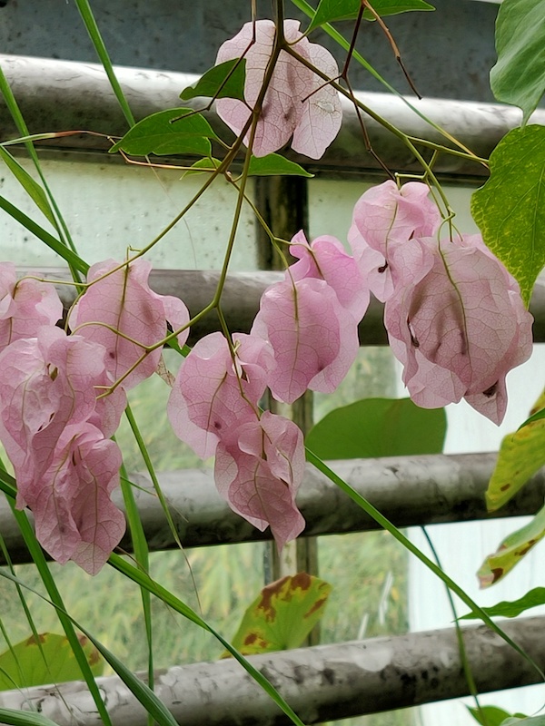 Leiden Hortus Botanicus Bourgainville 