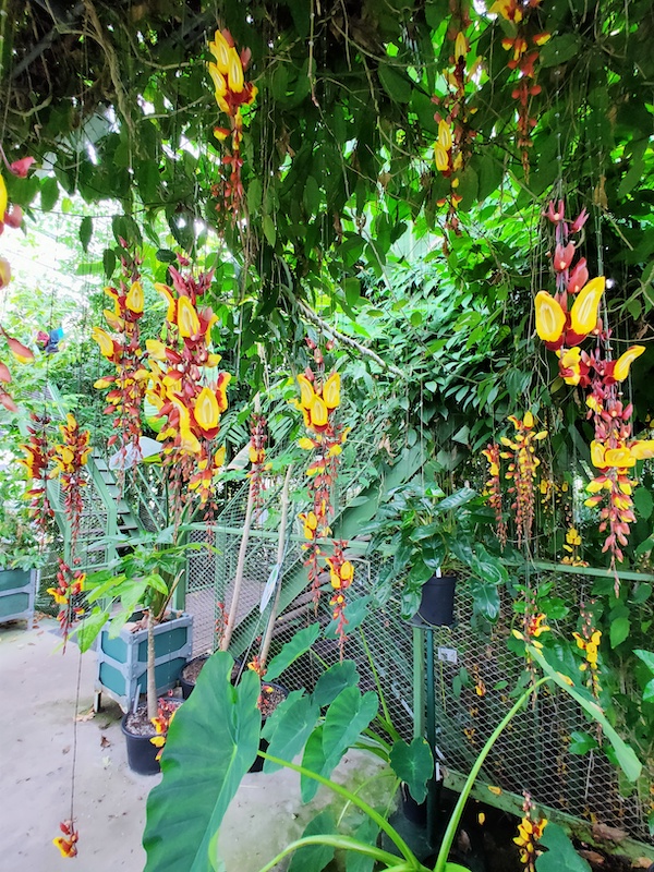 Hortus Botanicus Leiden Indian Clock Vine 