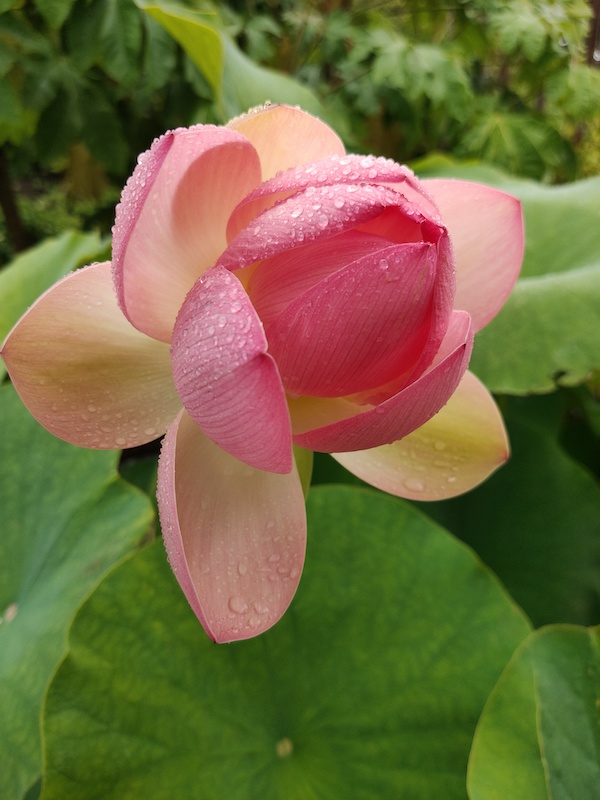 Hortus Botanicus Leiden Helige Lotus 
