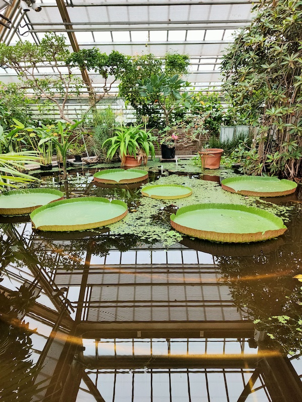 Hortus Leiden Reuzenwaterlelie 