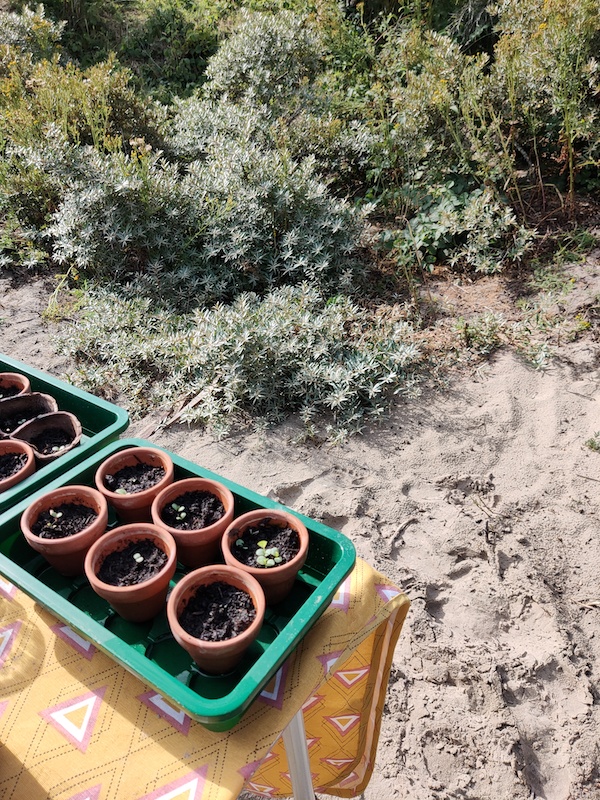 Texel stekjes op vakantie