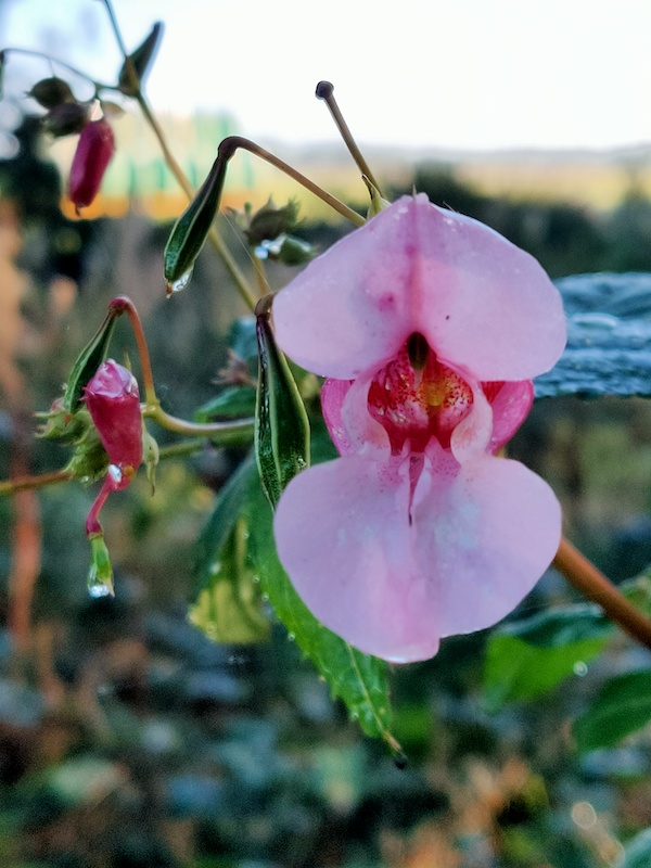 Pieterpad Rolde Wilde Orchidee
