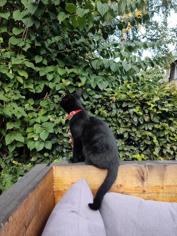 Herberg de Loohoeve kat Boris