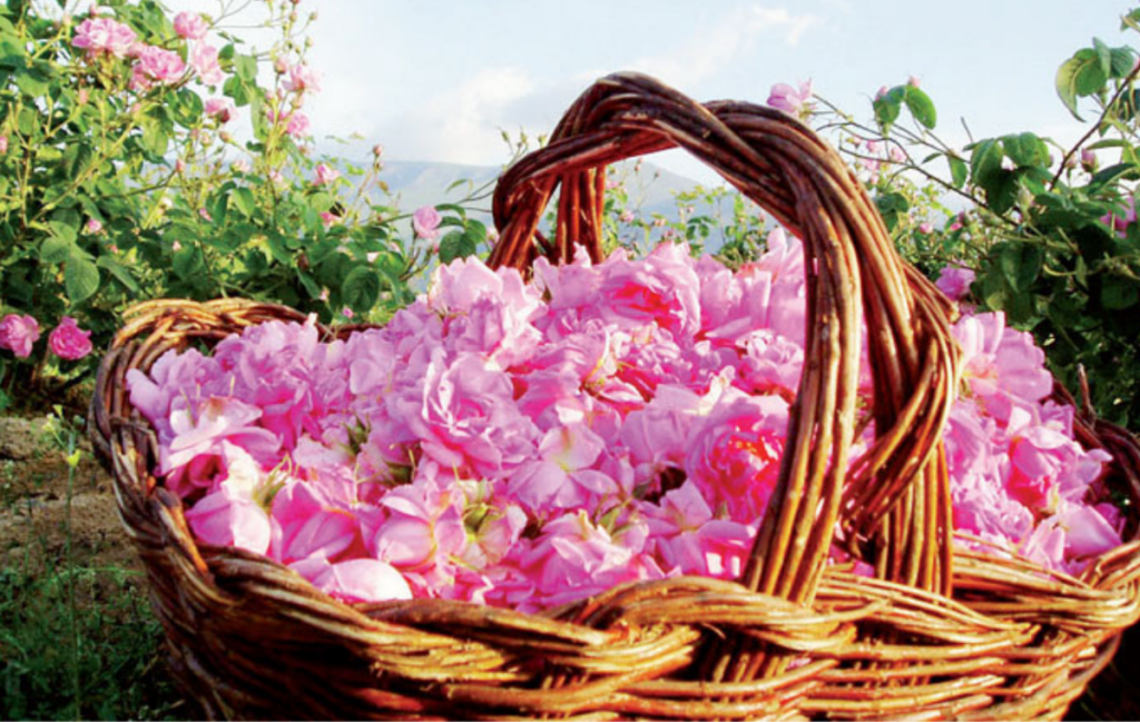 Rose Damascena Marokko Rituals 