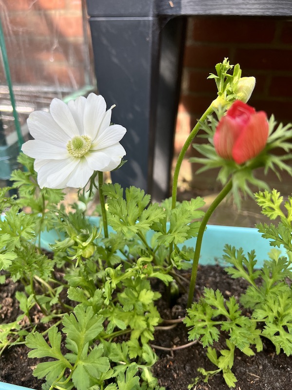 Love the Journey Bloemen