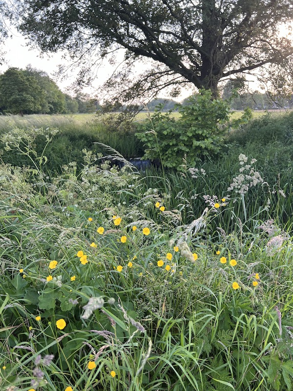 Natuur Beek Vaassen 