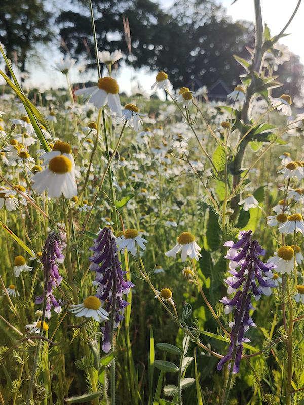 Natuur bloemen Weidebloemen