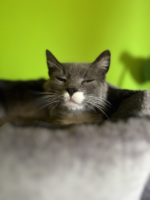 Finn