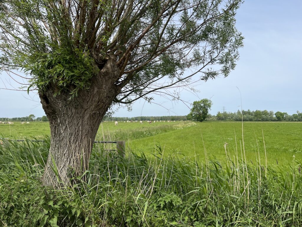 Groene weilanden bij Terwolde