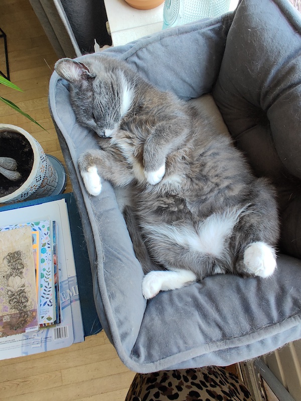 FInn de blauwe kater 