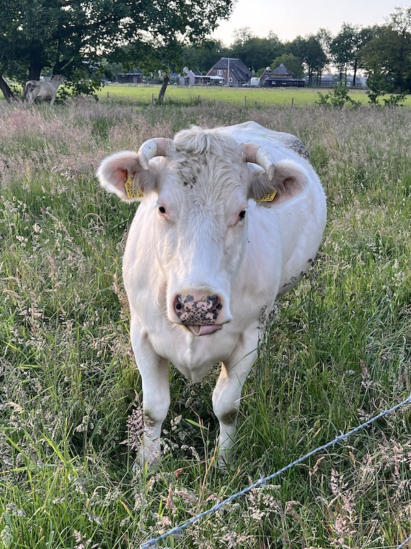 Runderen Vaassen 