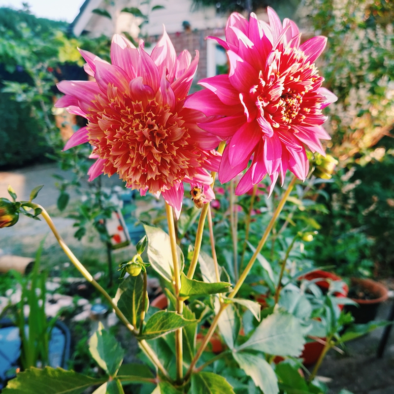 Dahlia in bloei
