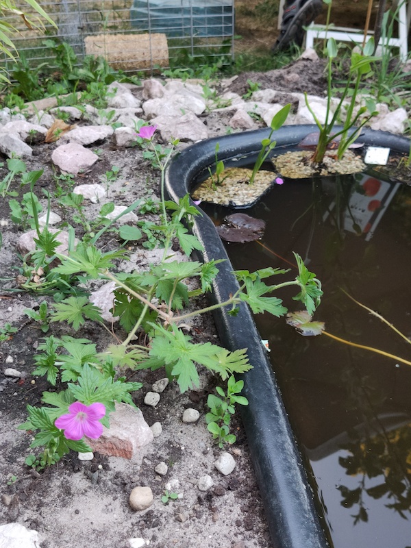 Kleine vijver in de tuin 