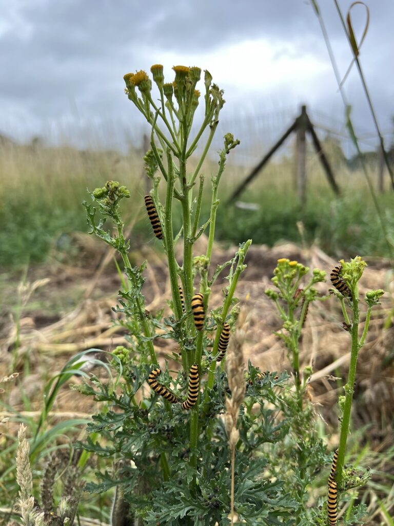 Koninginnepage Vlindertuin Stadsboerin Doetinchem